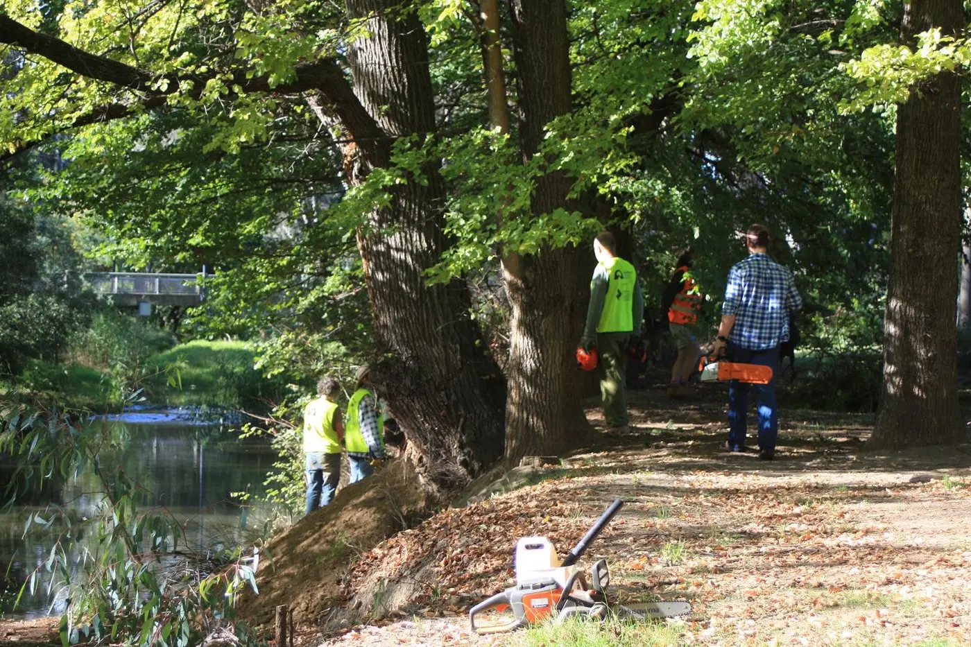 CLEAN UP: Myrtleford Landcare members were busy removing  woody weeds away from the large elm trees and other natives along Happy Valley Creek earlier this month.
