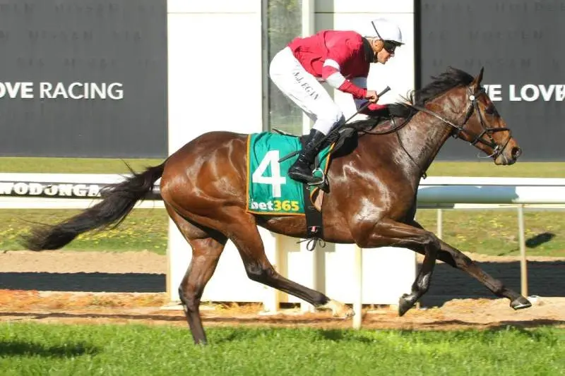 Valour Elite ridden by Billy Egan wins the CB Debt Consultancy BM58 Handicap at Wodonga Nordcon LAND Park Racecourse on September 15, 2020 in Wodonga, Australia. (David Thorpe/Racing Photos)
