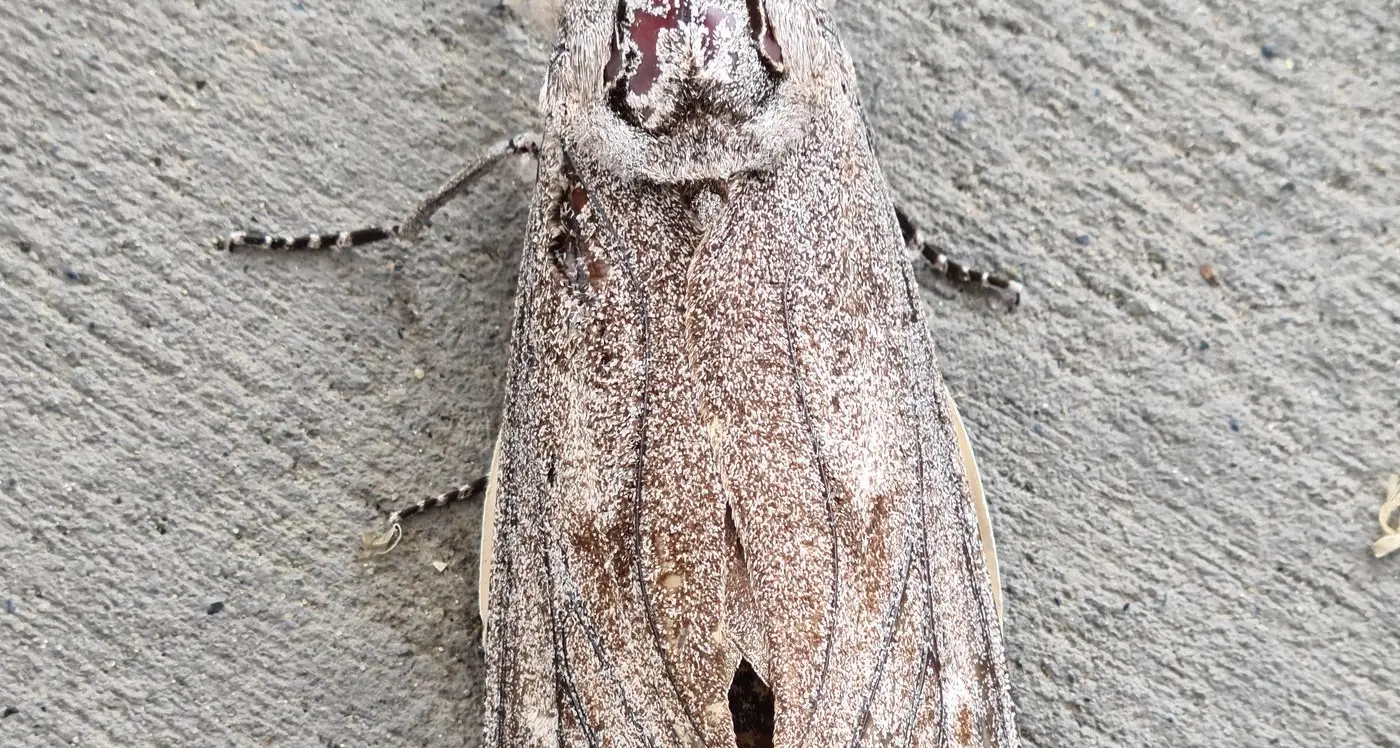 Encouraging early signs for Bogong moths