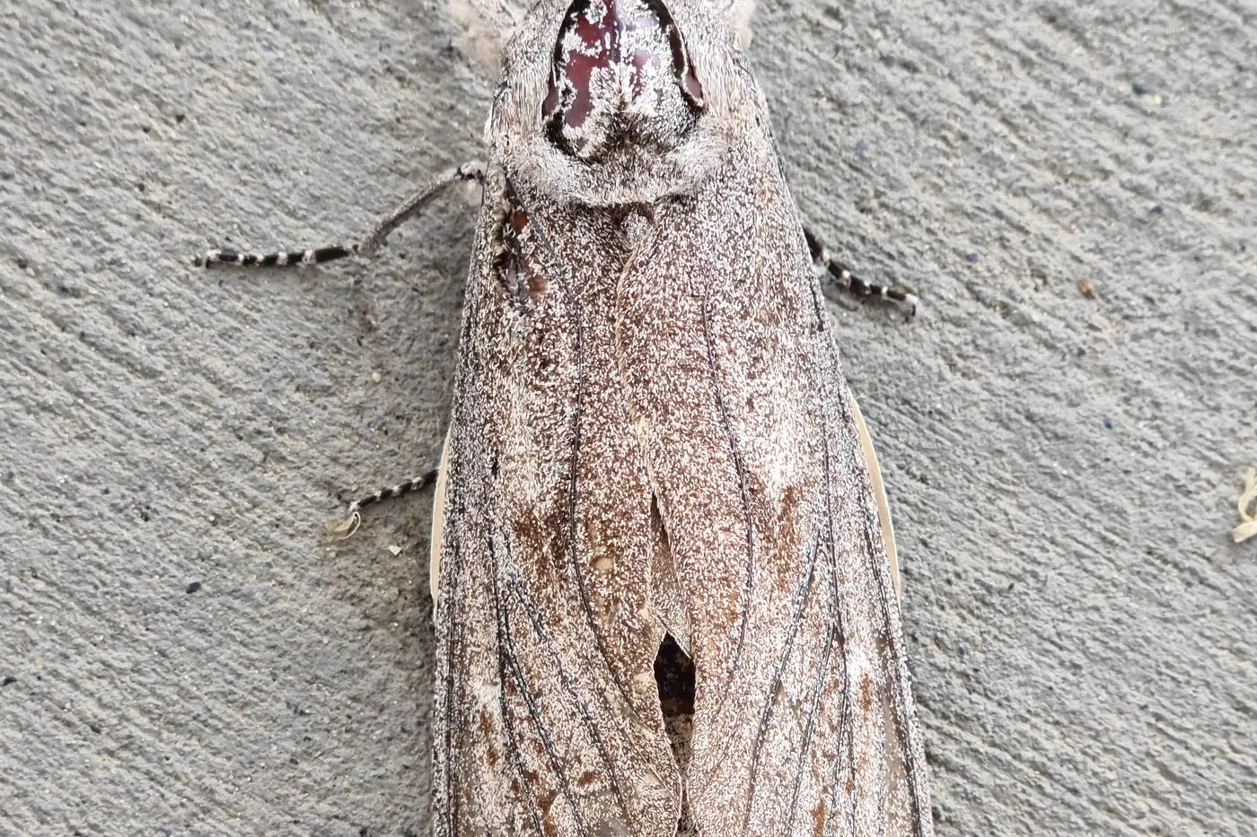 ON THE MOVE: Bogong moths have already been sighted this month, well ahead of their normal migration in spring. PHOTO: Shutterstock
