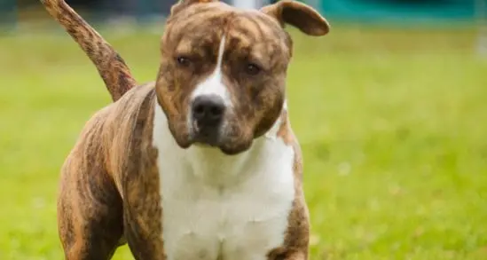 Responsible pet ownership starts with registration