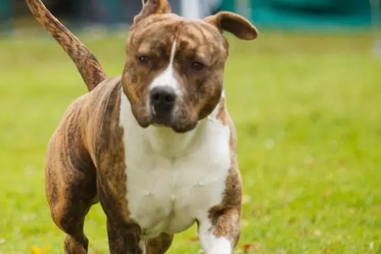 BEST FRIEND BILLS: Annual pet registrations have come around again: fees due by 10 April.