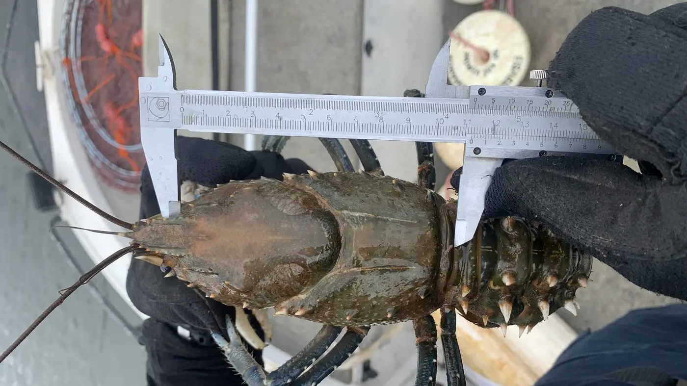 Freshwater crays worth rugging up for this winter