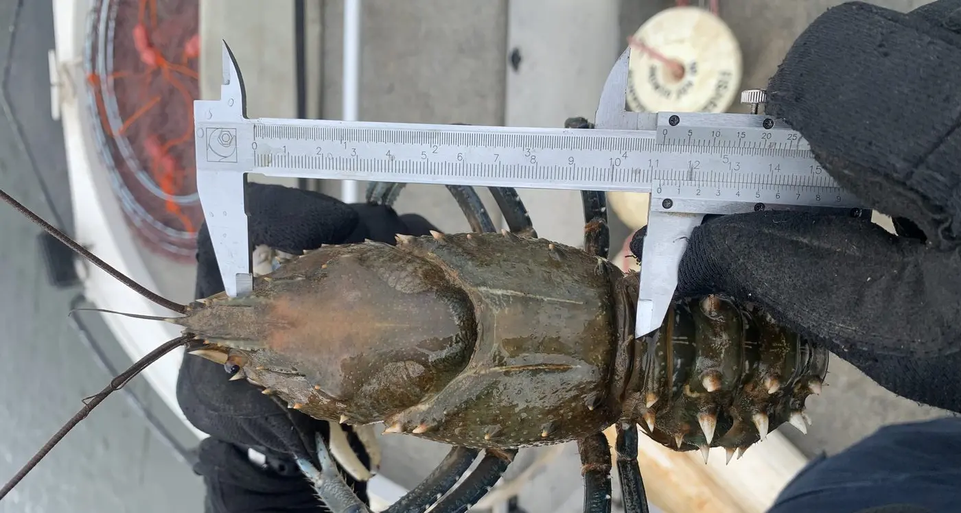 Freshwater crays worth rugging up for this winter