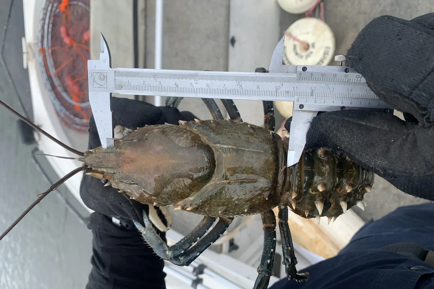 CRAYFISH SEASON: The three-month Murray spiny freshwater crayfish season opens on 1 June.