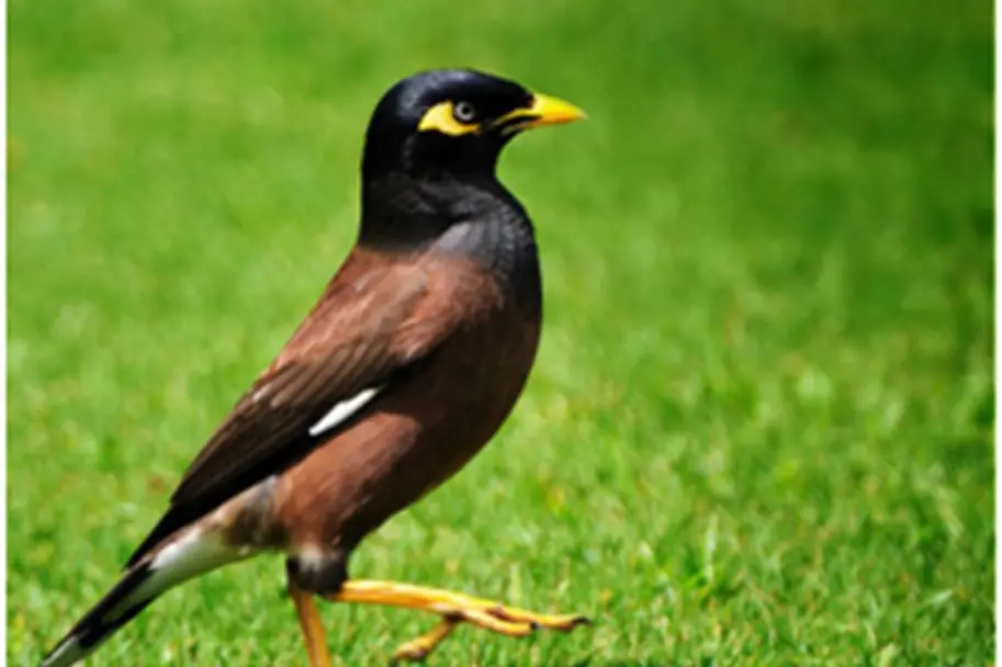 Myna bird, major worry