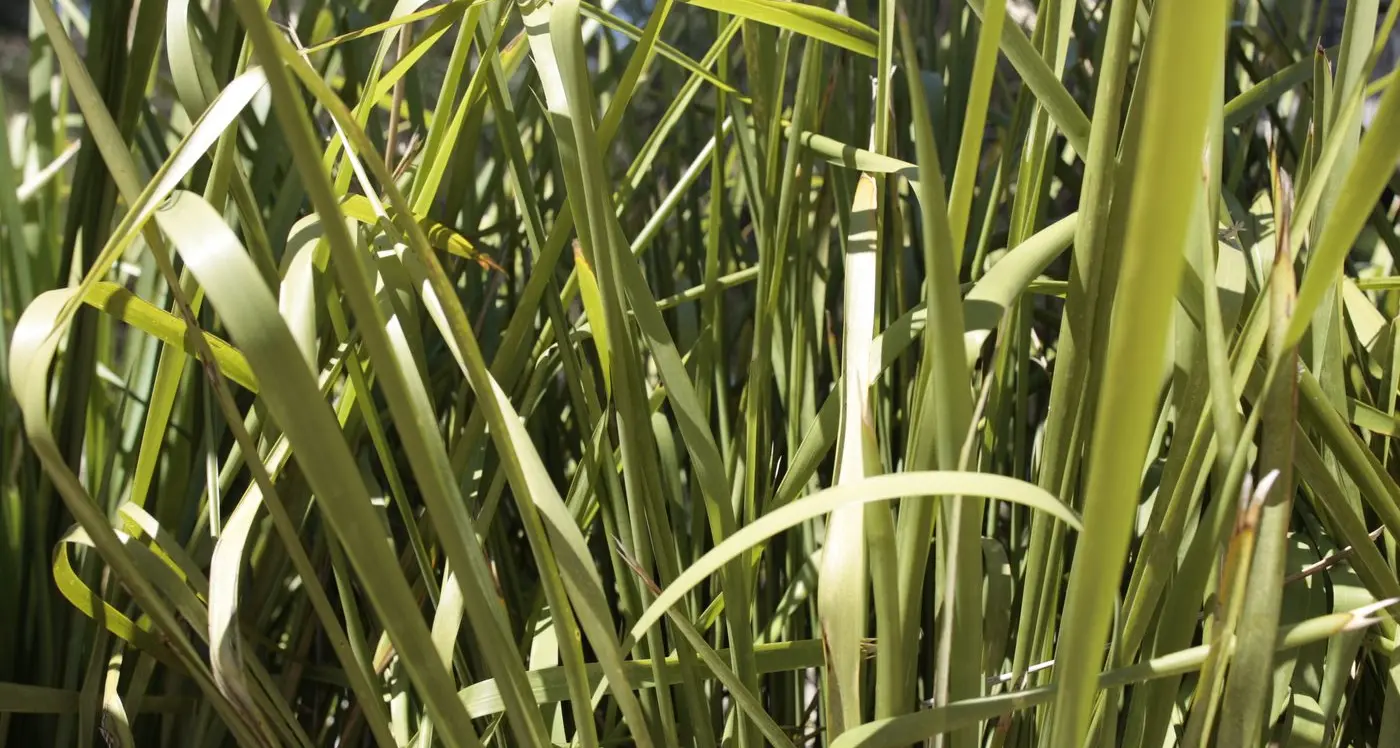 State funding to help tackle roadside weeds