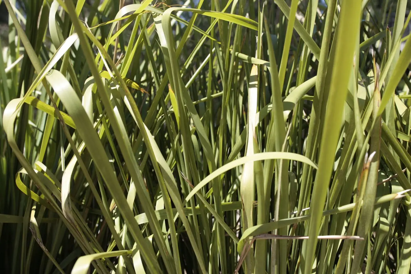 Roadside weeds on everyone\\'s radar.