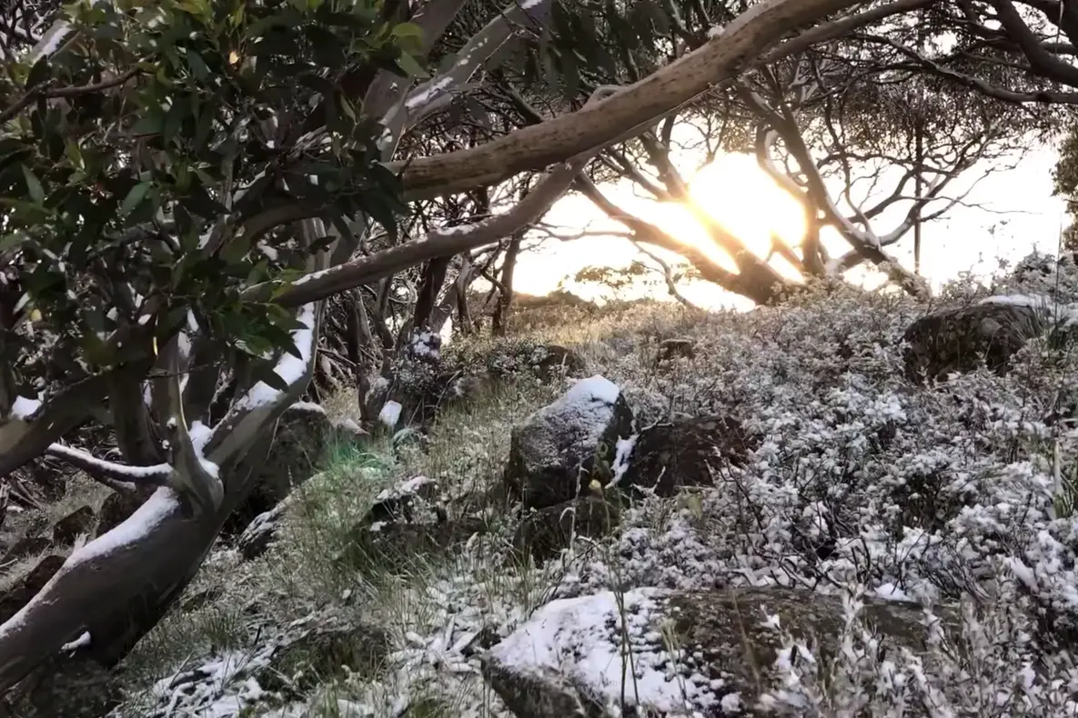 SUMMER SNOW: Unseasonably cold weather over last weekend meant peaks like Mount Hotham and Falls Creek were covered in a fine layer of snow. PHOTO: Hotham Alpine Resort 