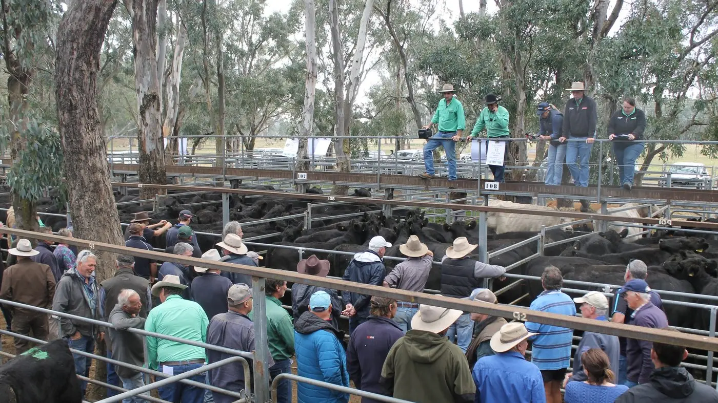 Dry conditions see 2000 head offered at autumn sale