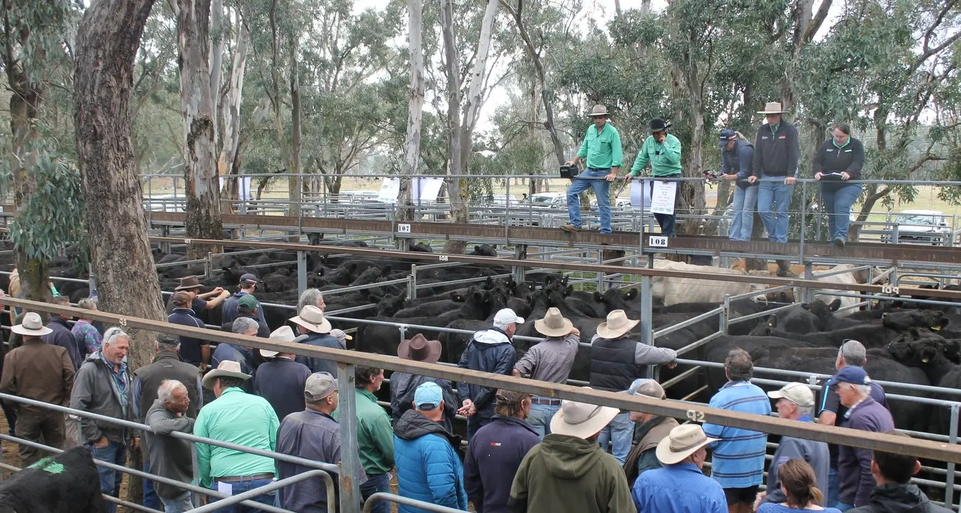 Dry conditions see 2000 head offered at autumn sale