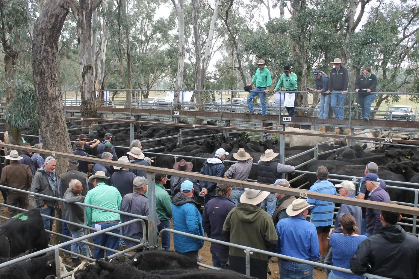 Dry conditions see 2000 head offered at autumn sale