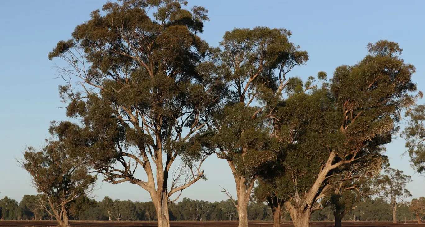 Protect valuable paddock trees when burning stubble