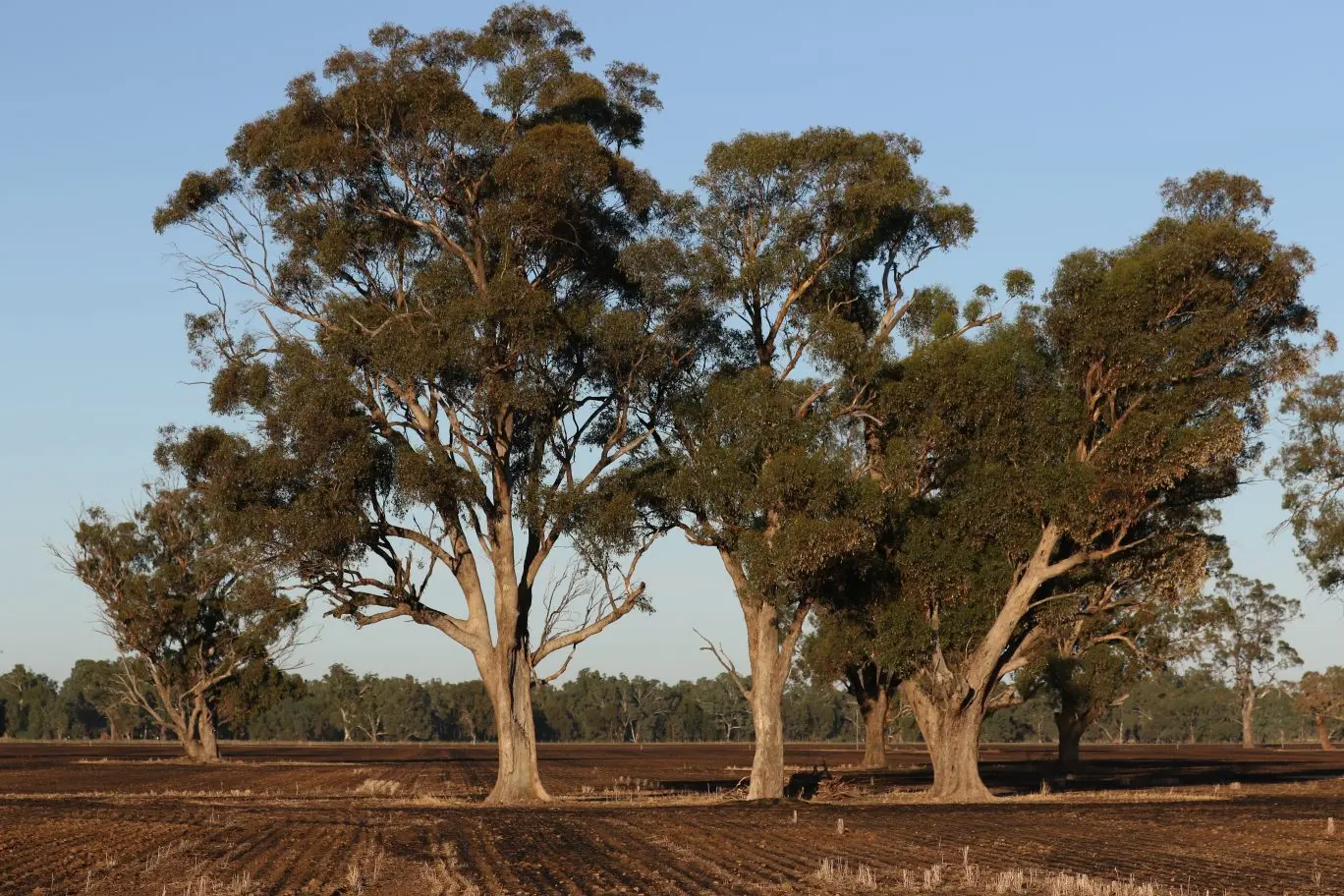 PROTECT THE TREES: Farmers have been urged to protect paddock trees during stubble burns.