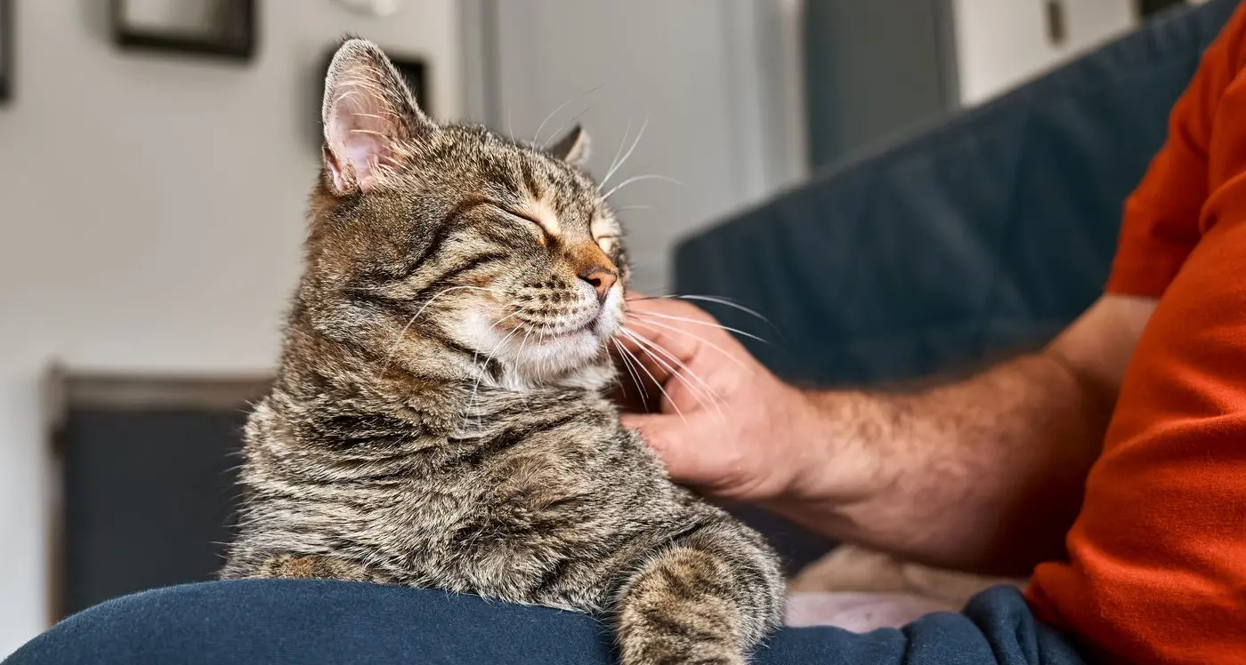 Desex your pets at a cheaper rate during National Desex Your Pet Month