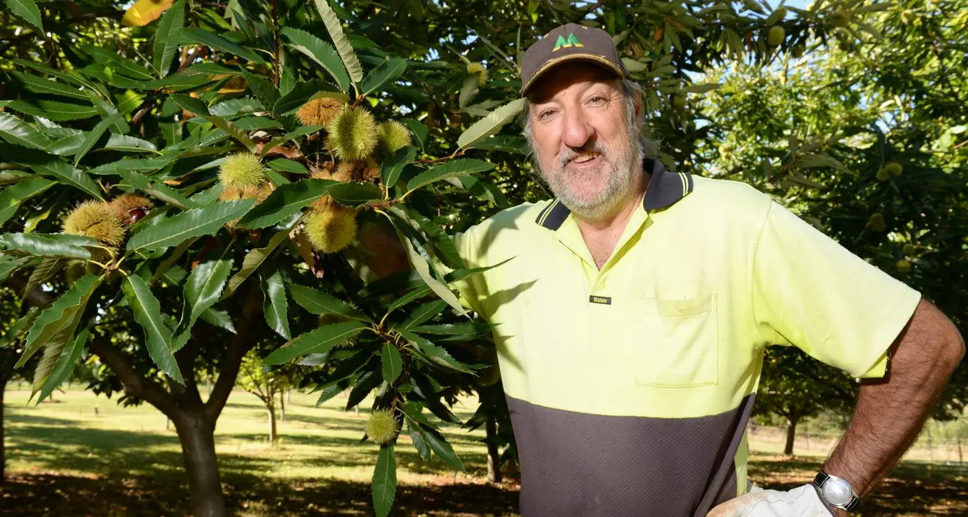 Apple and chestnut harvests escape heat