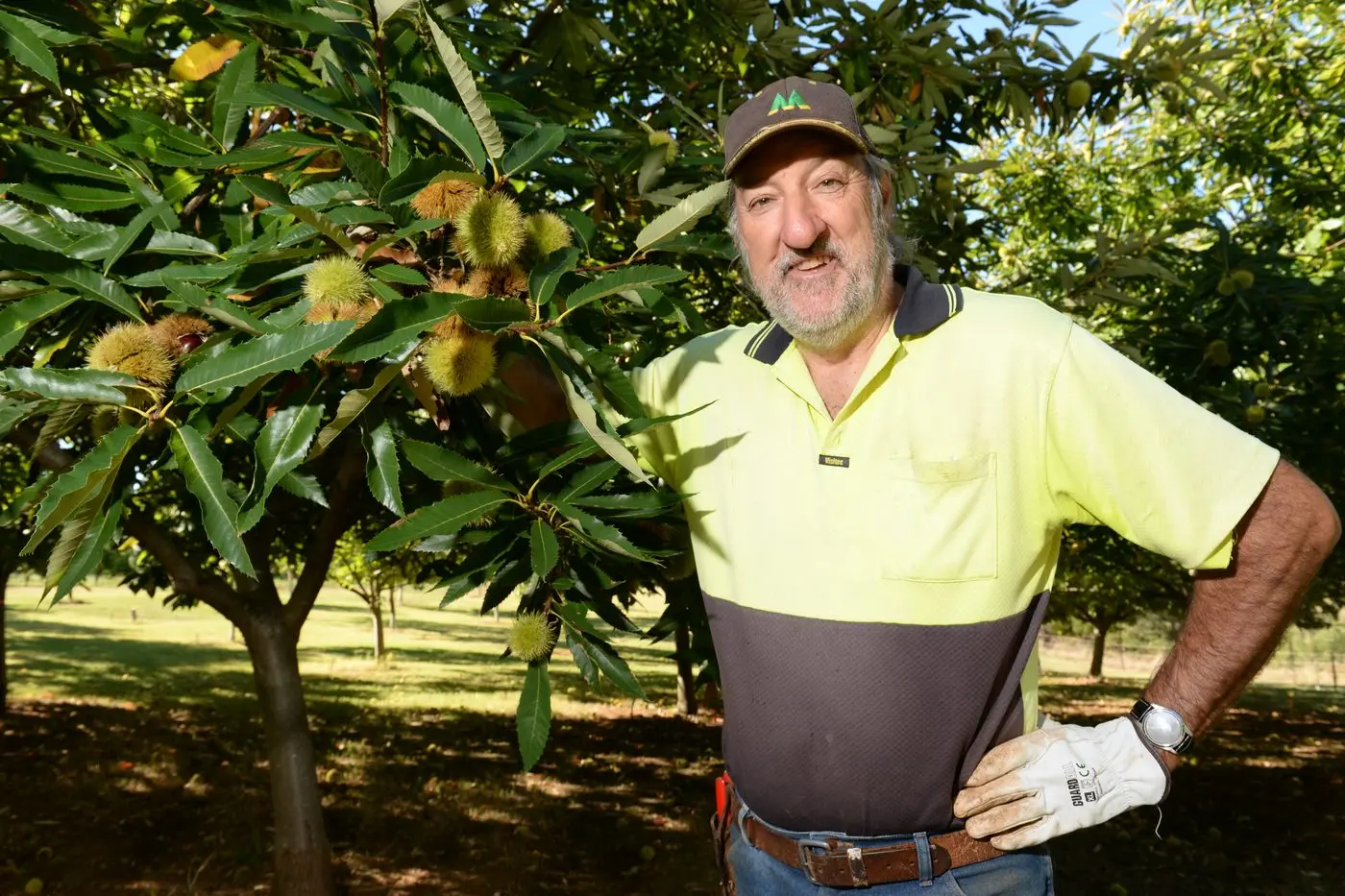 BIG BURRS: Eurobin grower Brian Casey said he expects the chestnut harvest to begin to peak around Easter. 