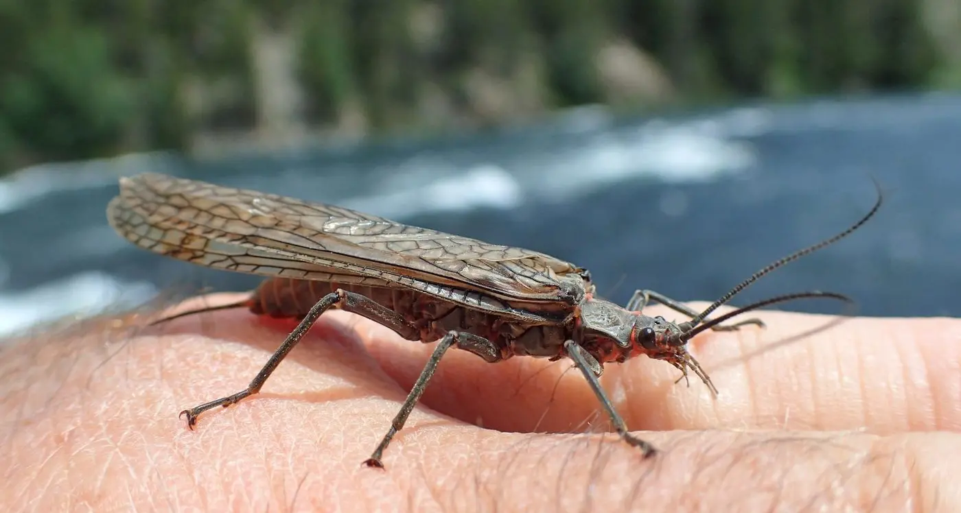 Climate change impacting Alpine aquatic life