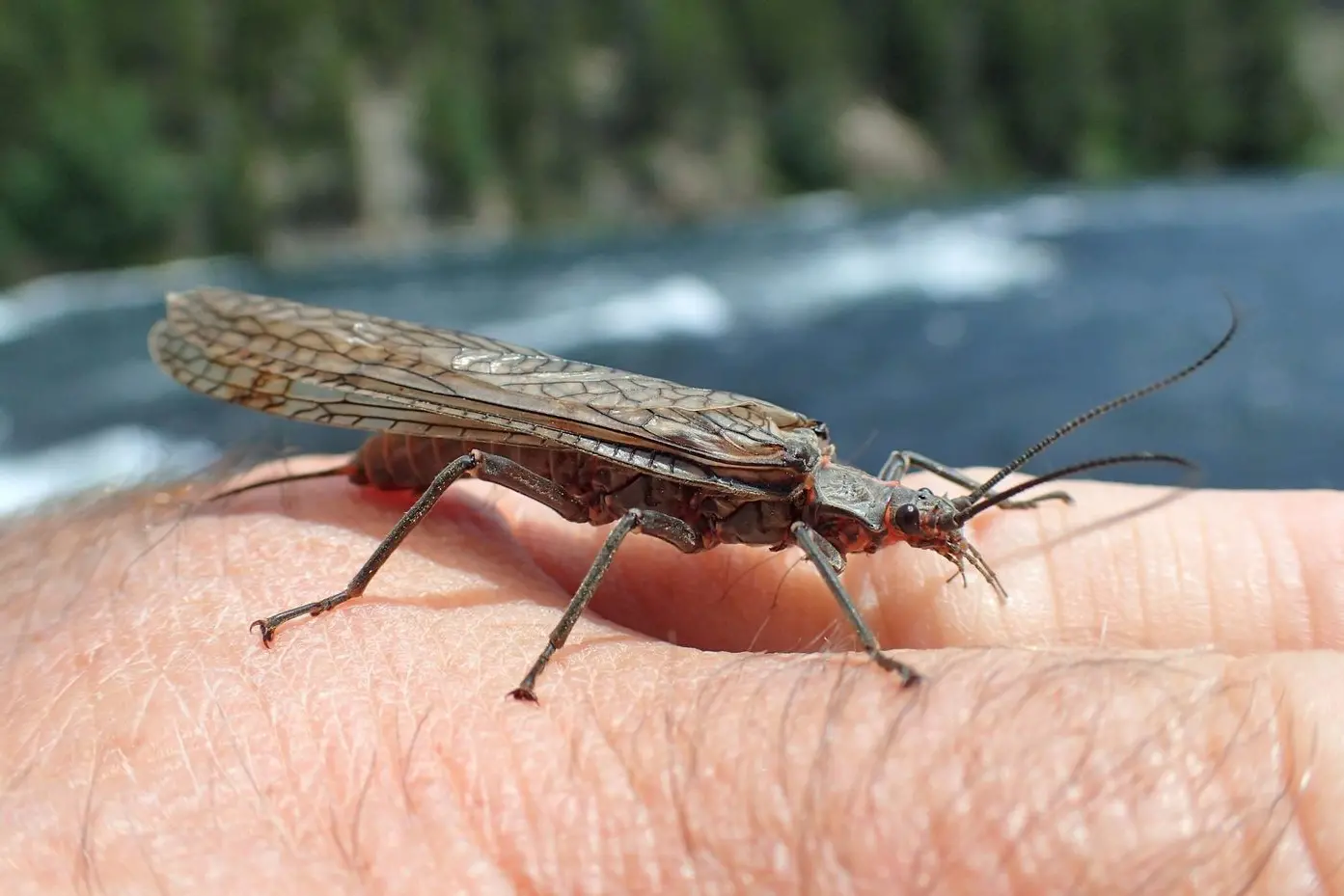 CONCERNS FOR CRITTERS: La Trobe researchers are concerned for the future of insect populations in the Alps, including the Stonefly (pictured). PHOTO: Supplied
