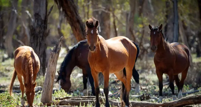 Brumby appeal rejected but war won