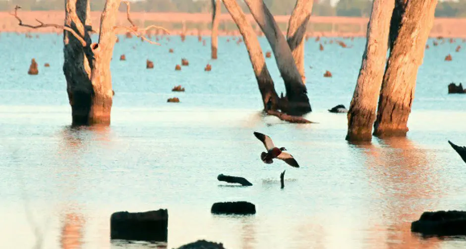 Duck hunters encouraged to plan ahead