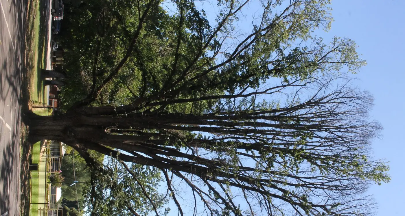 Council investigates suspected tree poisoning