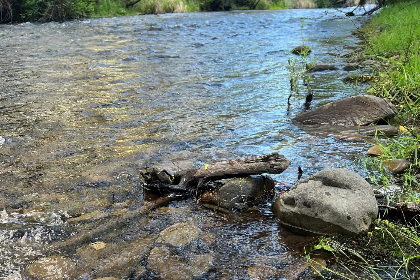 DINNER: A nice two pound rainbow trout recently caught on the Ovens River near Bright.