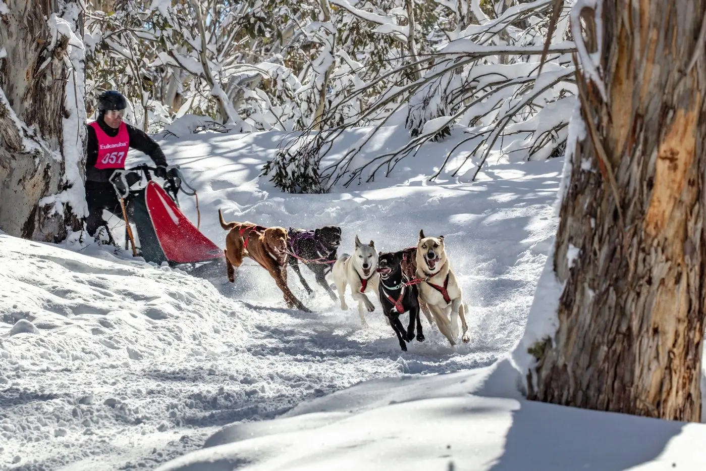 SPRINTING AROUND THE BENDS: A six-dog team in action at Dinner Plain.