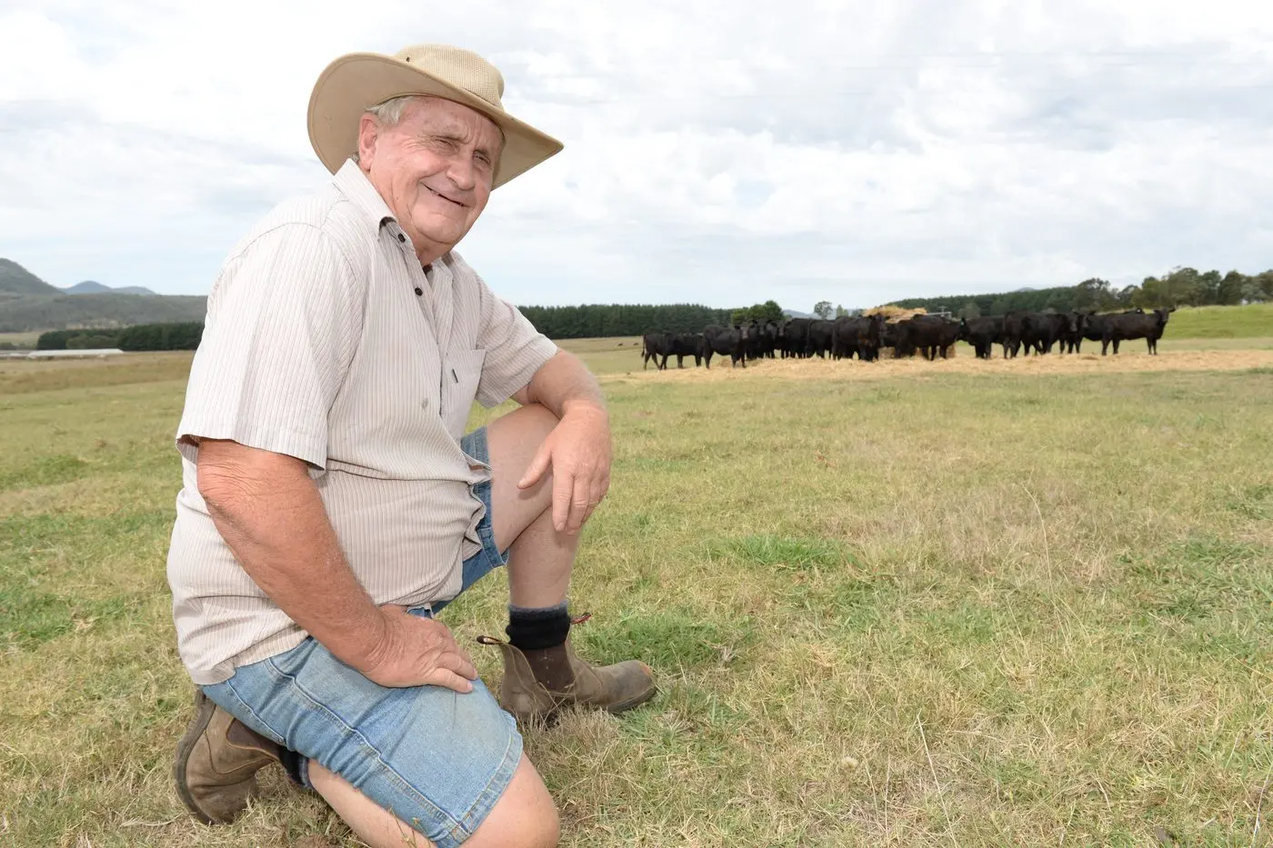 READY FOR MARKET: Rosewhite cattle farmer Gary  Howell will be taking 40 Angus steers to this Friday\\u2019s Weaner Cattle Sale at Mathesons Lane in Myrtleford, where hopes to receive around $1200 per head.  PHOTO: Brodie Everist