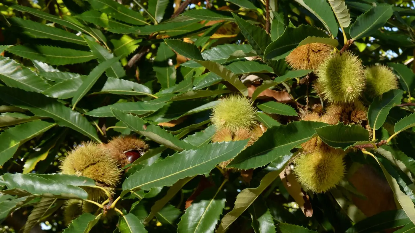 Nut growers to gather in Wangaratta for national conference