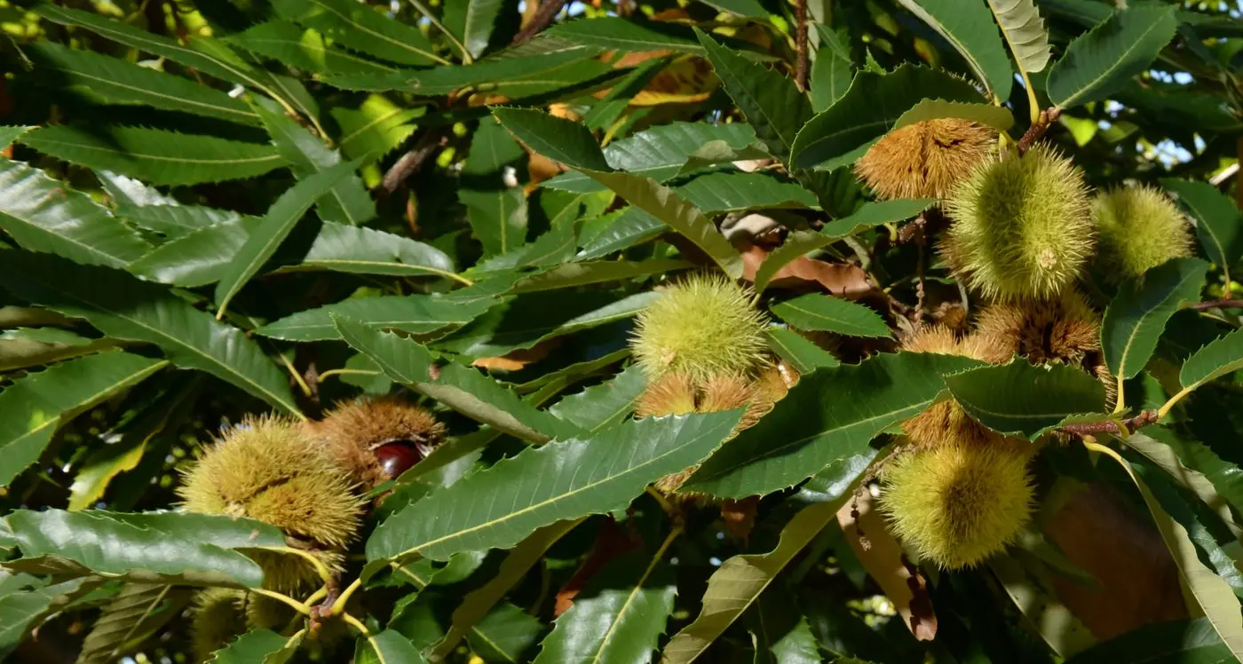 Nut growers to gather in Wangaratta for national conference