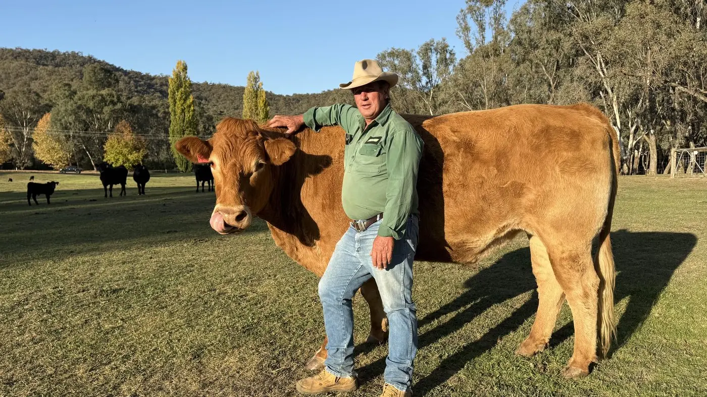 Cattle expected to be in big demand