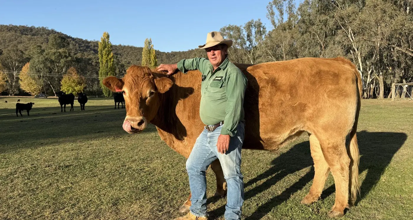 Cattle expected to be in big demand