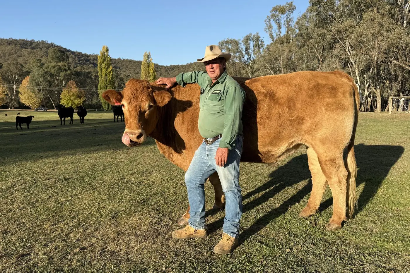 GUESS MY WEIGHT: He\\'s not for sale, but big red steer \\'Norman\\' will get attention at today\\'s cattle sale in Myrtleford. Dan Ivone of Nutrien Ivone Agencies is encouraging people to guess Norman\\'s weight to win a prize.