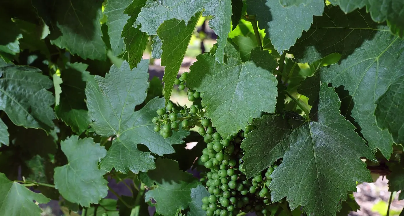 Public consultation for Victorian wine strategy