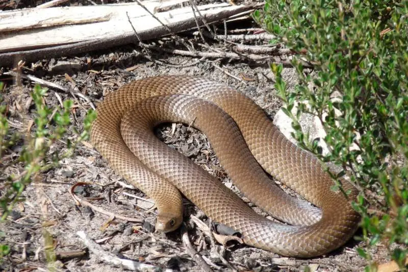 Eastern Brown Snake