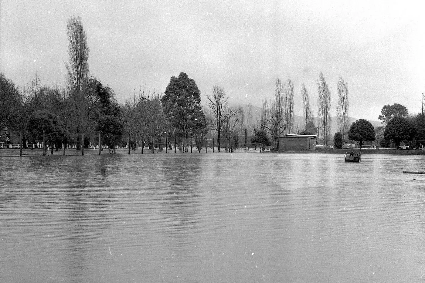 FLOOD AT TENNIS COURTS, 1981: Extensive flooding of the town between Myrtle Street and the Ovens River meant all nine grass courts and clubrooms were inundated. The swimming pool appears in the distance.   Id:34028