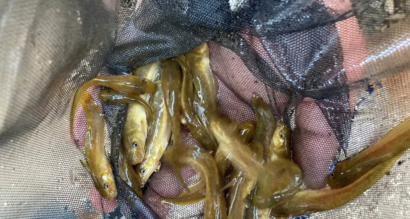 Freshwater catfish comeback in Ovens River