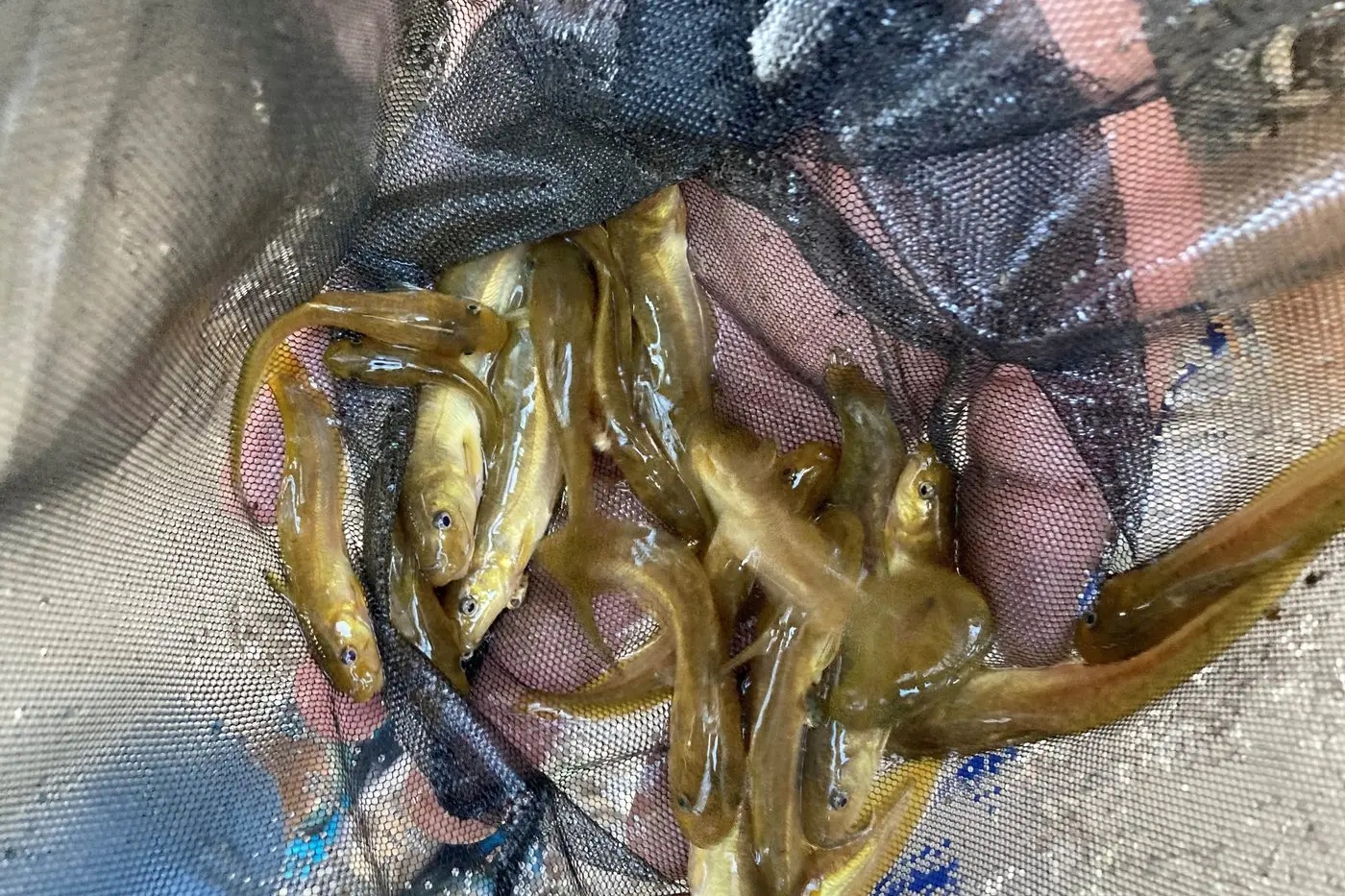 RELEASED: Around 600 fingerlings of Eel-tailed Catfish have been released into the Ovens River. PHOTO: NECMA