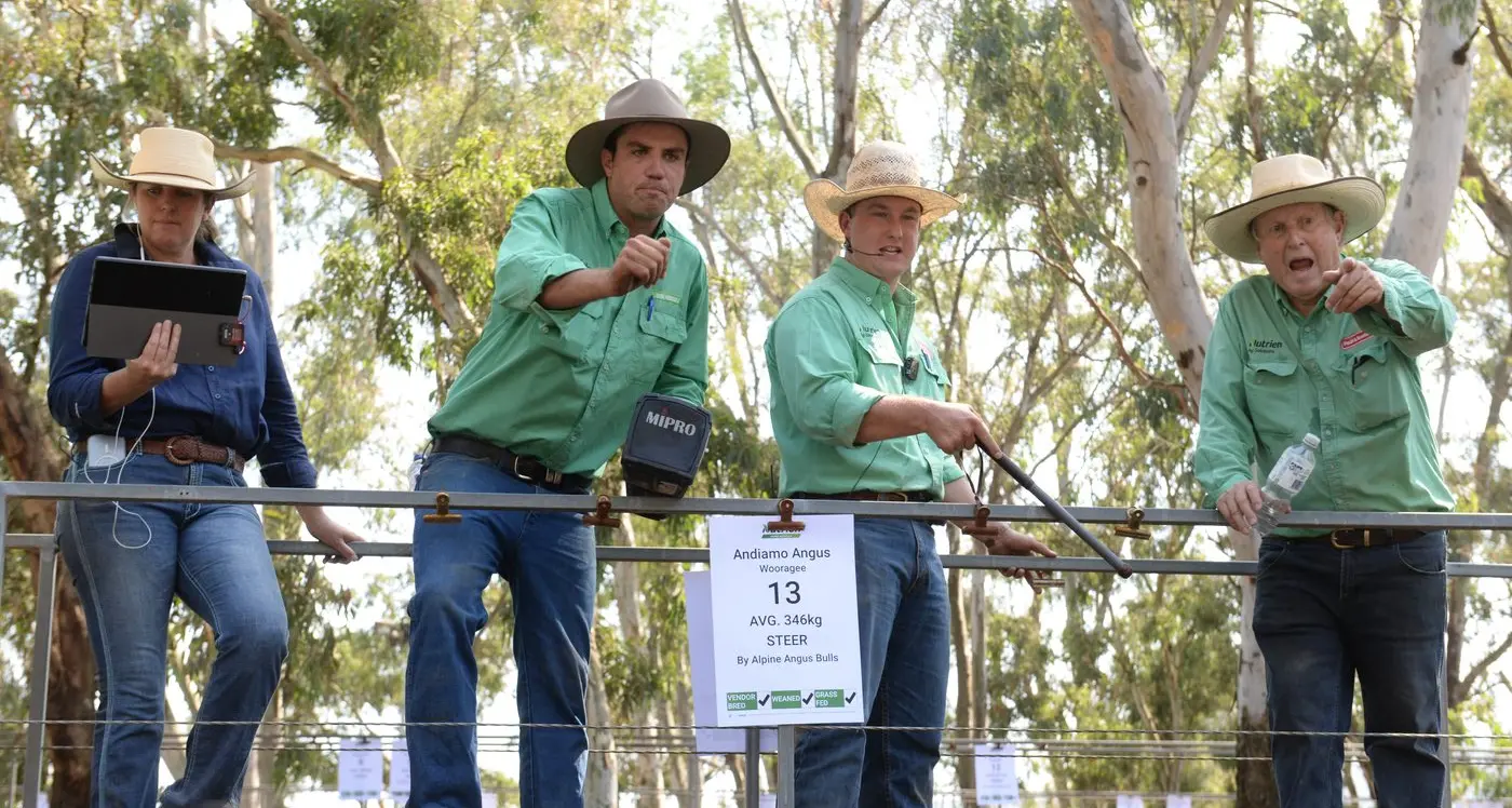 Quality cattle, good season drives strong showing at Myrtleford sale