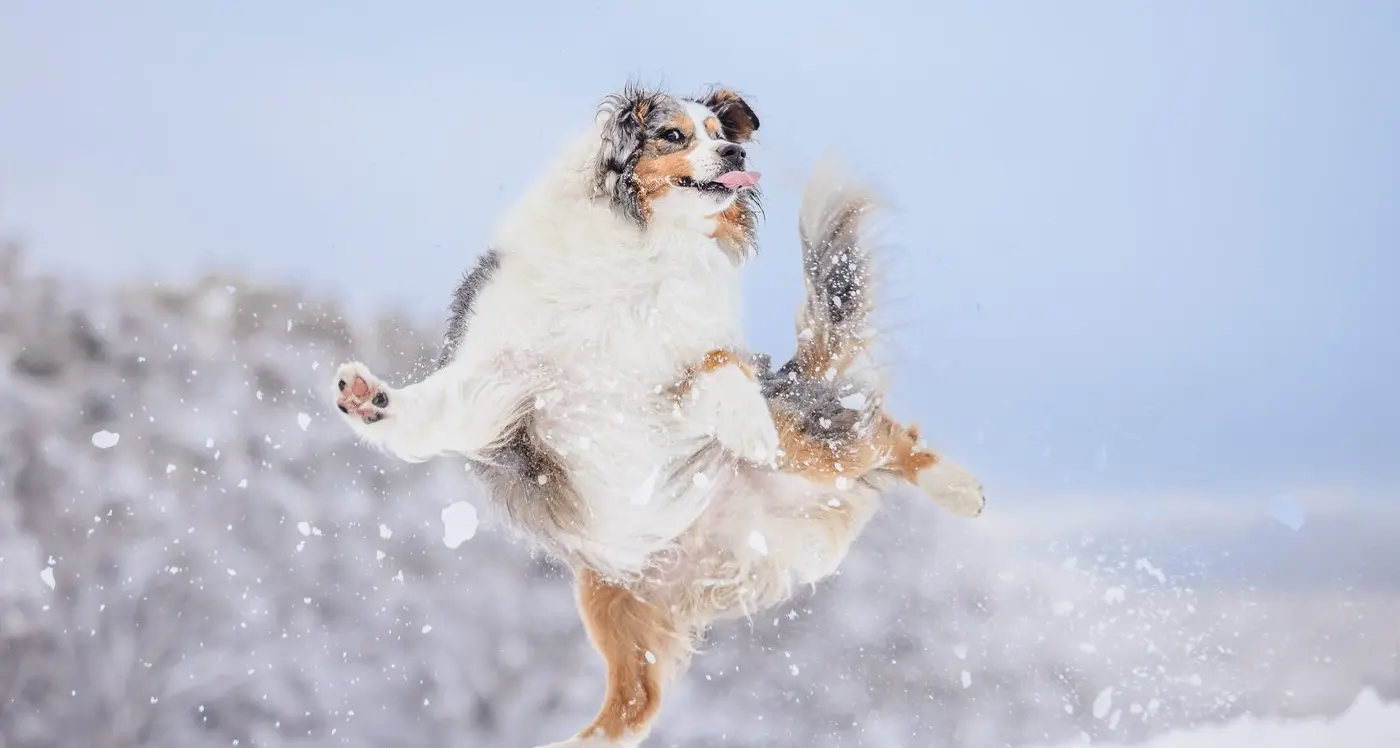 Snow Dogs Photography returns to Dinner Plain