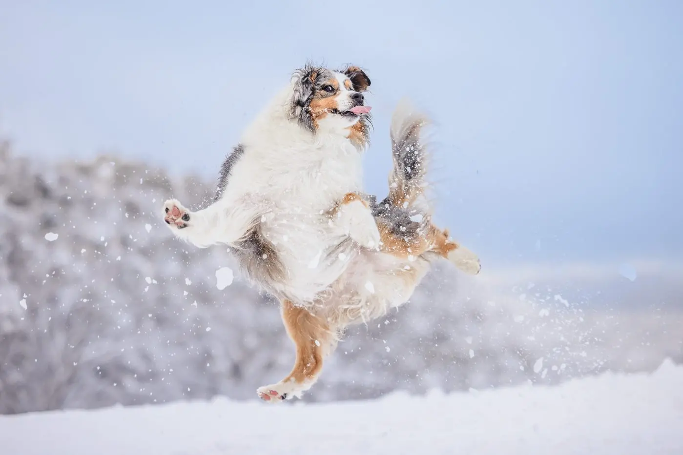AERIAL ASPEN: Ever wondered if your dog would love playing in the snow? Aspen has the answer.