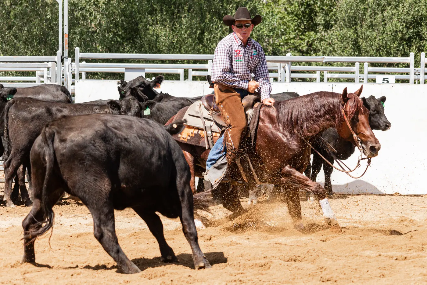 RIDING: The Alpine Regional Horseman\\u2019s Association (ARHA) will host its third annual horse cutting event at Myrtleford\\'s Showgrounds from February 25 to February 28. PHOTO: ARHA