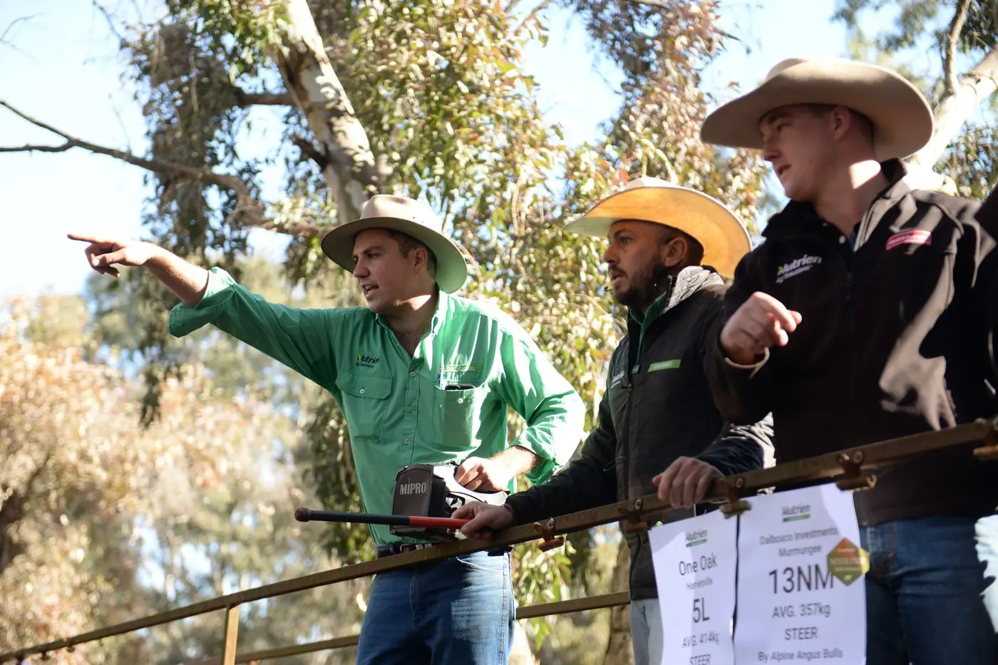 UNDER THE HAMMER: Auctioneer Wade Ivone taking calls on a pen of cattle at the sale last week. PHOTO: Brodie Everist