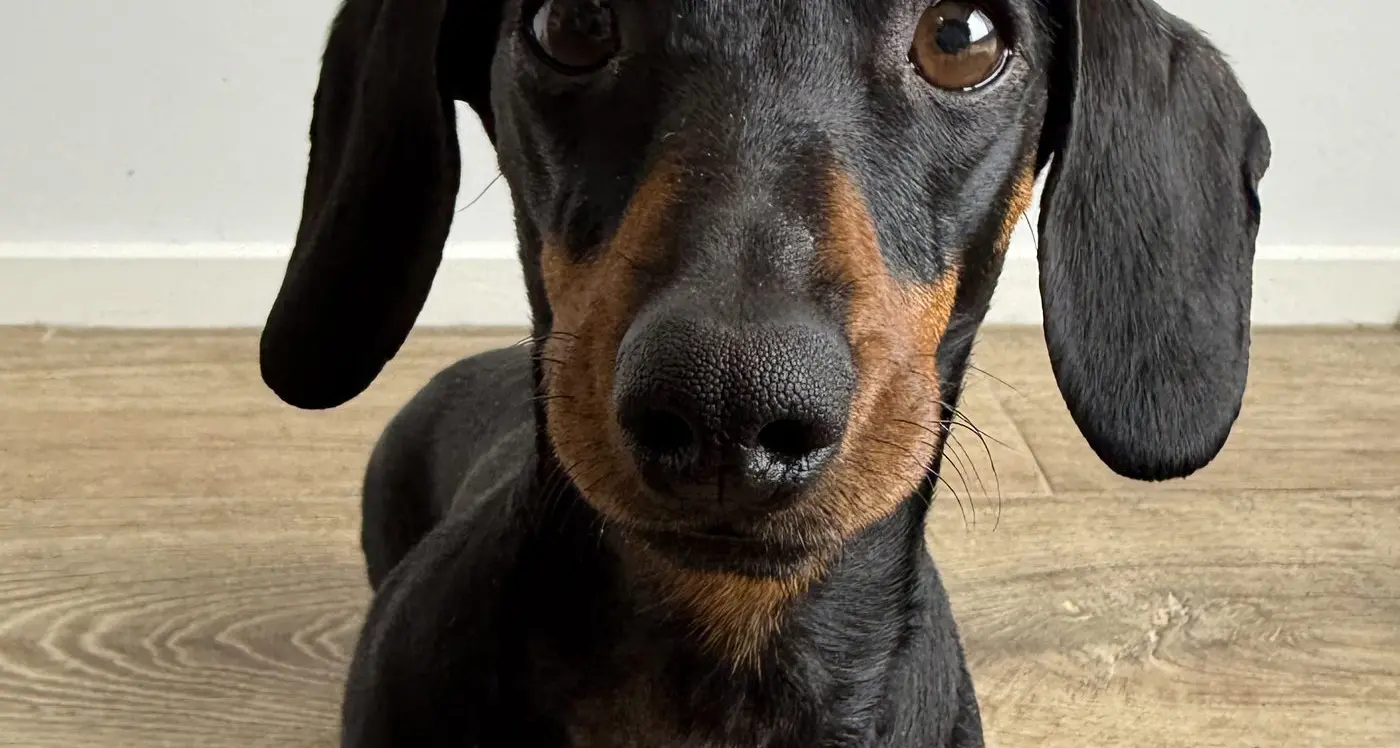 Second year for sausage-dog derby in Mount Beauty set to be a success