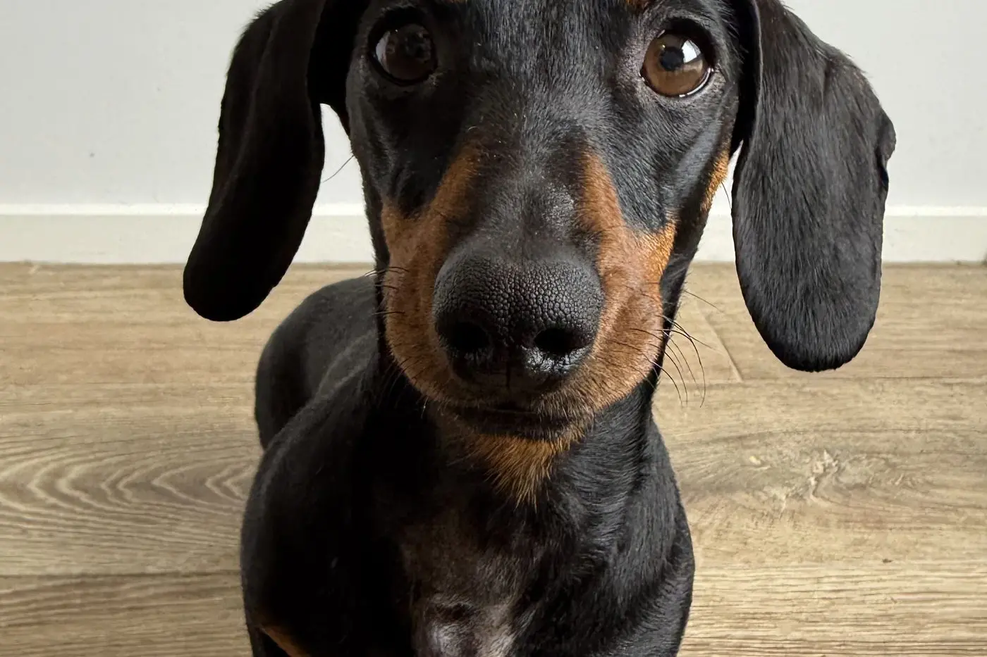 TOP DOG: This year\\'s Dachshund Derby special guest, Valerie, who survived living alone on Kangaroo Island for months on end, may put her paw forward for the big race.