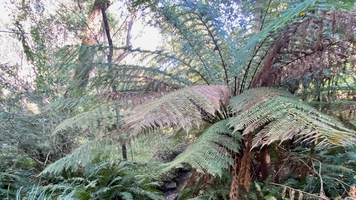 Harrietville Bush Kinder in running for state award
