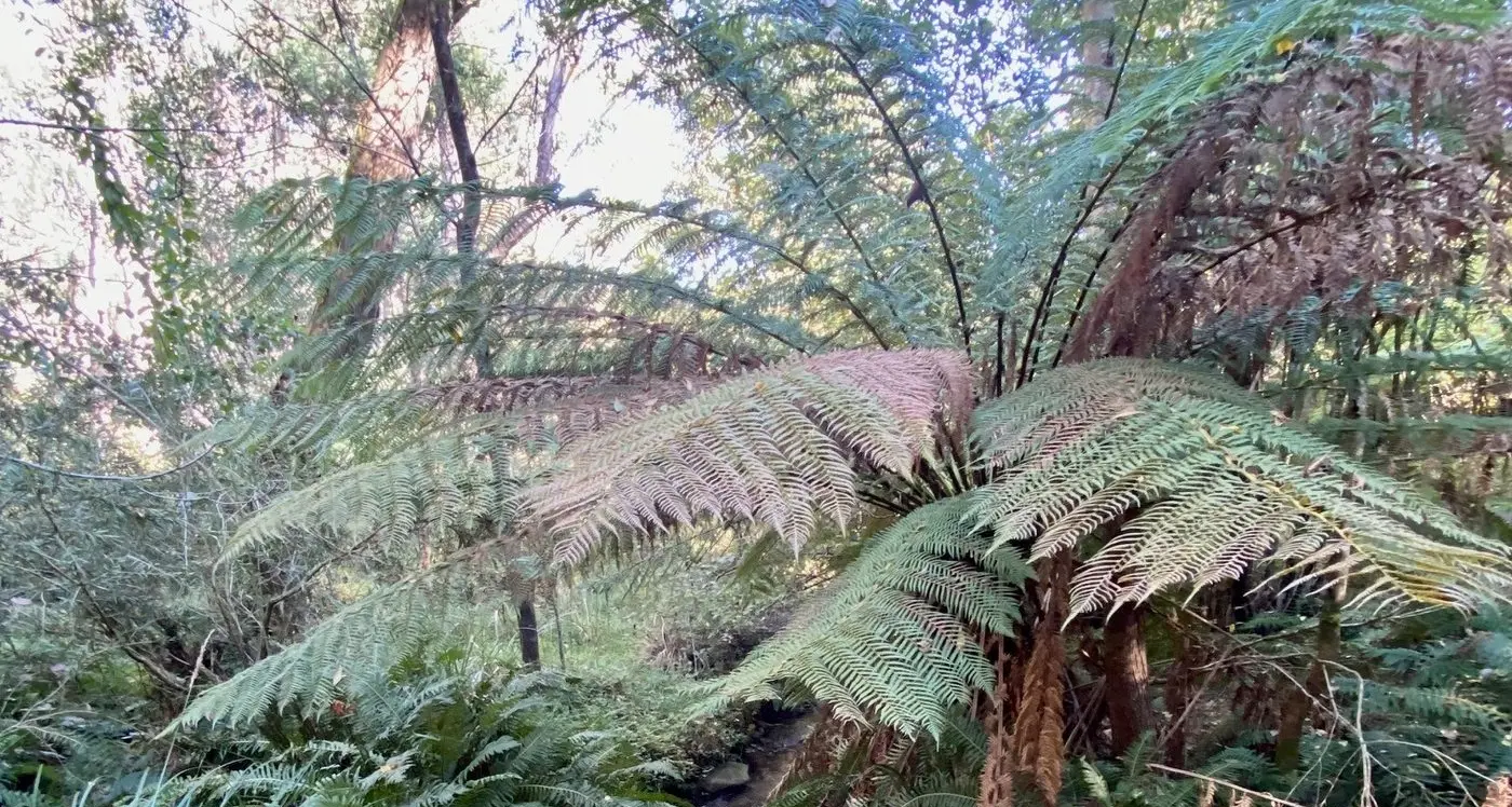 Harrietville Bush Kinder in running for state award