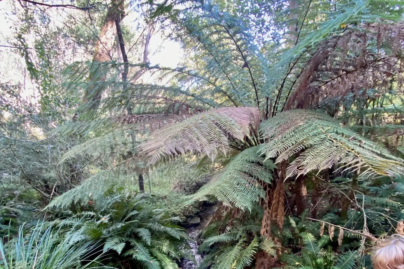 BEGINNING IN THE BUSH: HBK teacher, Mica Corscadden, said it was an absolute honour to be recognised for the Aunty Rose Bamblett Koorie Early Years Legacy Award. PHOTO: HBK