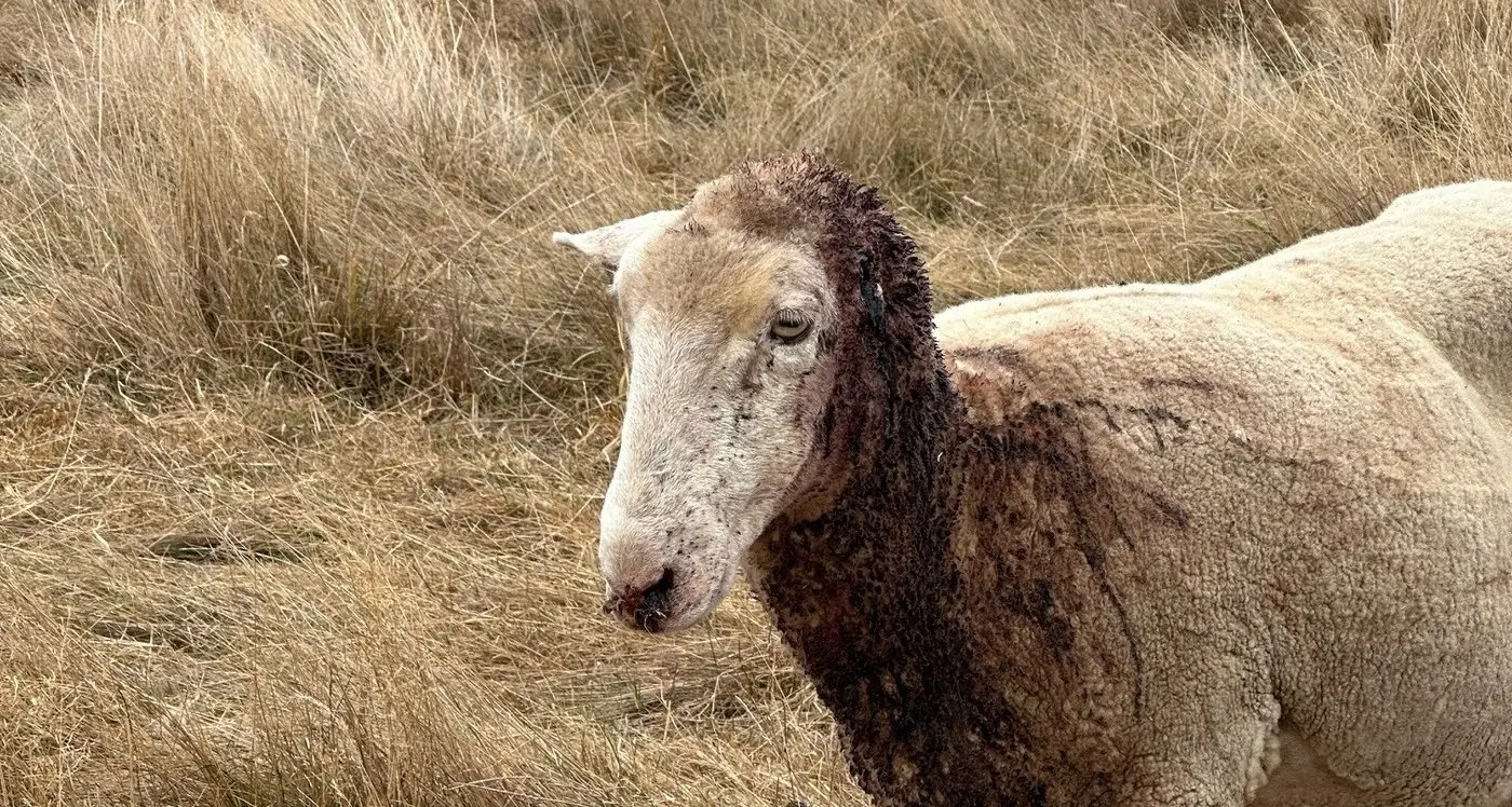 Seeking assurance on wild dog controls